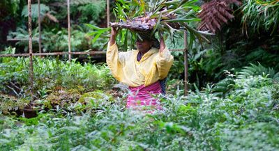 Meet Kerala’s ‘rainforest gardeners’ creating a Noah’s ark for endangered plants