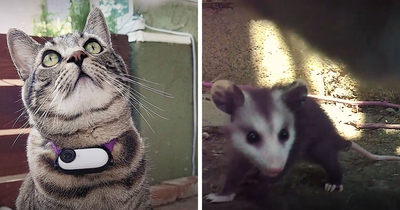 Man Built A Cat Cam To Track His Pet, What It Captured Is Pure Gold