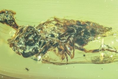 The Last of Us zombie fungus hijacked minds even as early as dinosaur era, scientists find