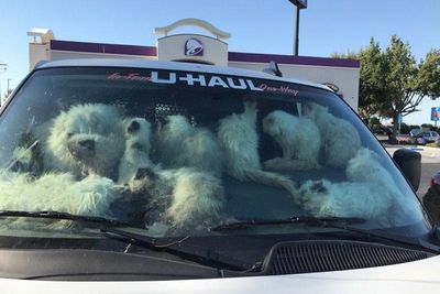 Woman arrested after 134 cats found in U-Haul van in Taco Bell parking lot - 28 of them dead