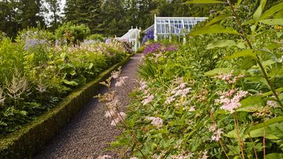 Best viburnum companion plants – 5 perfect plants to pair with your favorite flowering shrubs this year
