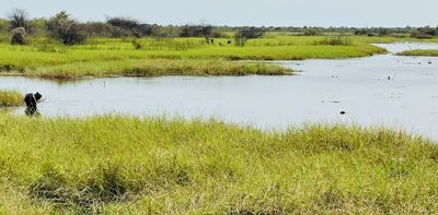 Nigeria’s Hadejia wetlands are a vital stopover for migrating birds: new survey records species found in the park