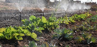 Decades of South African research reveal key strategies to reduce water contamination in fruit and veg