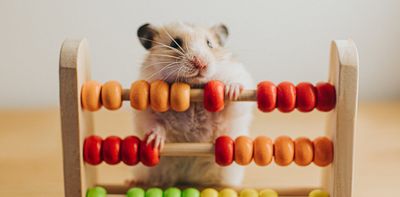 Humans and animals can both think logically − but testing what kind of logic they’re using is tricky