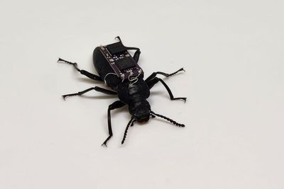 ‘Cyborg’ beetles could help rescue crews locate survivors after natural disasters