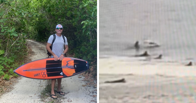 “[I’m] Happy Its Mouth Wasn’t Open”: Florida Surfer Headbutted By Flying Shark In Wild Viral Video