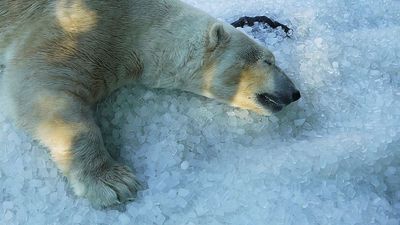 Prague Zoo uses tonnes of ice to cool animals during heatwave