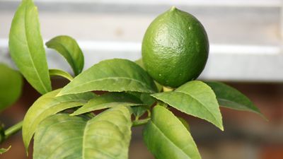 How to grow a lime tree in a pot – 4 things to get right for healthy trees and great harvests, even in tiny spaces
