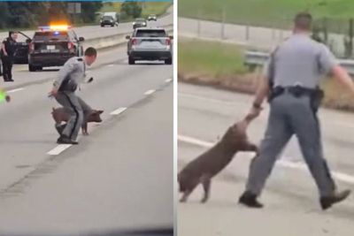 Watch: Runaway pig on interstate saved by highway patrol