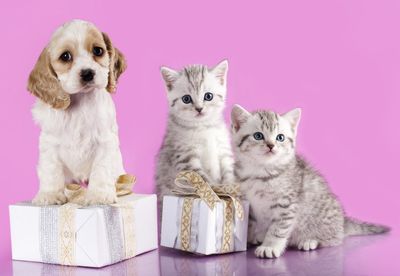 Things I Wish I Knew Before Getting My First Pet