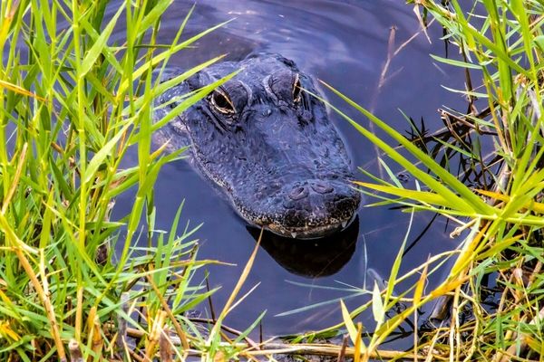 Trump And DeSantis Inaugurate 'Alligator Alcatraz' Immigrant Detention Center Deep In Florida Everglades