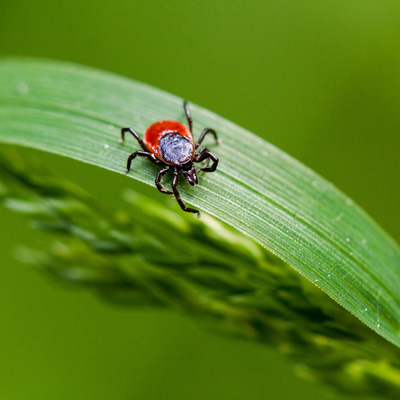 How to prevent ticks on a lawn – 4 expert-approved methods that avoid harsh chemicals