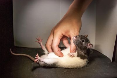 EPA forced to auction off 20,000 lab rats, mice, and rabbits as Trump shuts down research projects