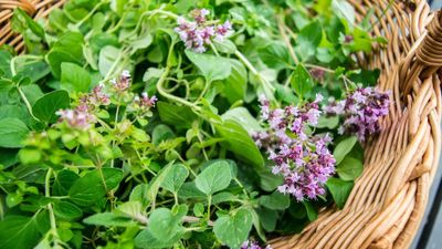 How to grow marjoram – for aromatic leaves and beautiful edible flowers