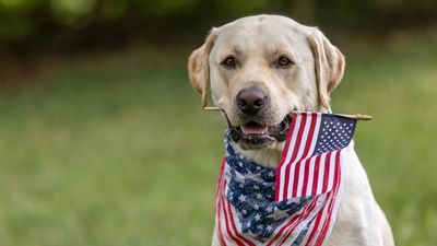 How to survive the July 4th fireworks with an anxious dog