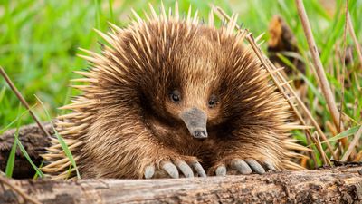 Echidnas: Facts about spiky Australian mammals that lay eggs