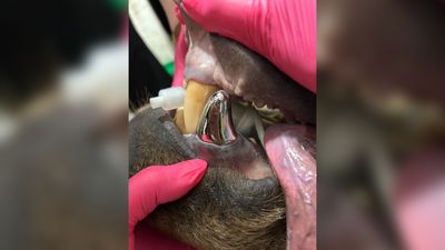 Bear's new metal tooth is world's biggest-ever crown