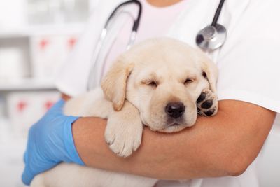 12 Common Mistakes Pet Owners Make That Vets Wish Would Stop
