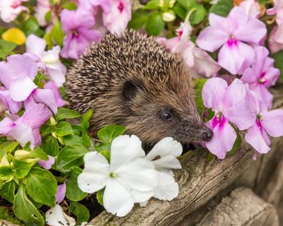 Country diary: Our local hedgehogs seem to be thriving, but their lives are so precarious