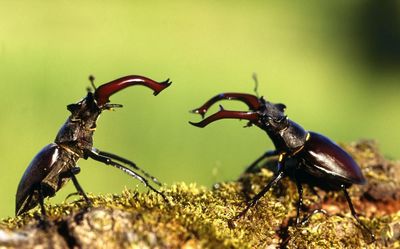 Specieswatch: now is the best time to see the stag beetle
