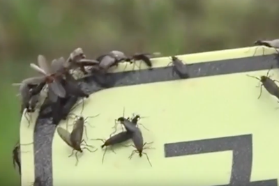 Watch as millions of ‘lovebugs’ swarm hikers on South Korean mountain