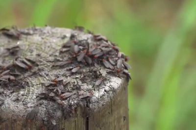 Swarms of ‘lovebugs’ invade South Korea