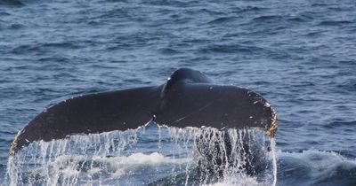 Juvenile whale euthanised after being stranded on Scottish beach