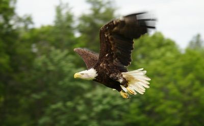 US vet uses cod skin to save bald eagle in time for Fourth of July