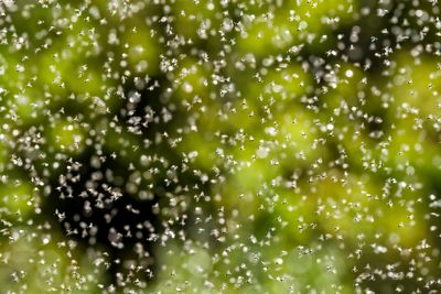 Flying ant day 2025: When is it and why does it happen?