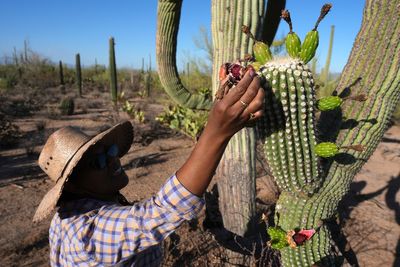 In Arizona borderlands, a sacred saguaro harvest marks the Tohono O'odham's new year