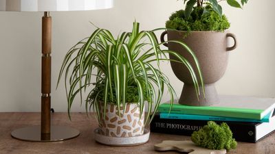 10 Types of Spider Plants That Take This Popular Indoor Garden Pick Beyond the Basics