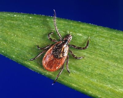 US north-east sees record tick season as climate crisis sparks arachnid boom
