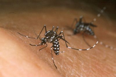 Could dengue spread in the UK? Experts fear climate change could bring tropical diseases to Europe