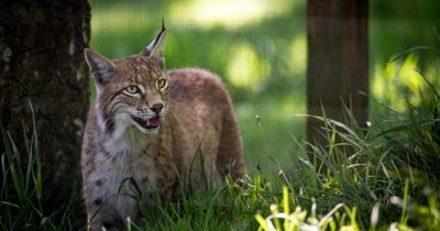 Highland Wildlife Park reveals names for 3 rescued lynx after illegal release