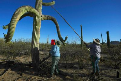 PHOTO ESSAY: Tohono O'odham families carry on sacred saguaro fruit harvest in Arizona borderlands