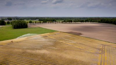 Europe’s heatwave dries fields and leaves farmers counting crop losses
