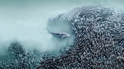 These mesmerizing marine shots earned a pro drone pilot the coveted Aerial Photographer of the Year title