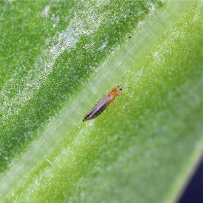 5 simple ways to get rid of thrips in the house and garden this summer