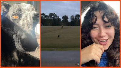 ‘Bro was definitely gonna try something’: Woman sets her dog on creep in the park but turns out he wasn’t a threat after all