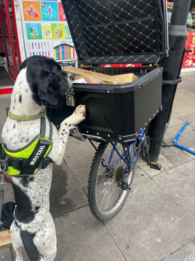 Hero hound sniffs out 'potentially dangerous' Viagra tablets in east London