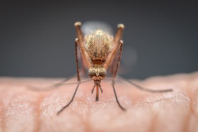 Climate change could bring tropical diseases to UK
