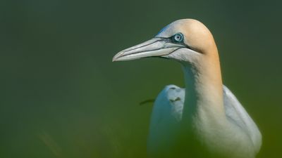 What happens when you combine digiscoping with a Micro Four Thirds camera? I watched this YouTube video to find out