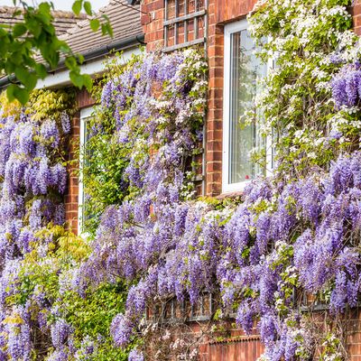 5 flowering plants that will give your garden a magical fairytale look – and you can plant them now