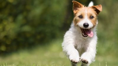 Small dog syndrome: Common breeds that are affected, signs, and tips to manage it