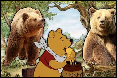 WATCH: Two Bears Escape Enclosure, Pass Out After Scarfing Down Week's Worth of Honey