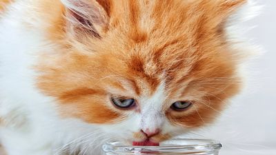 Do kittens drink water? A vet answers