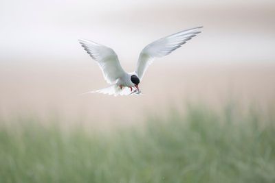 Arctic tern numbers down nearly a third at key breeding site, experts warn