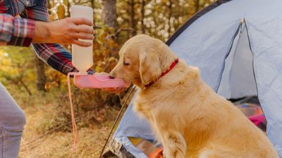 6 easy ways to keep your dog cool on camping trips