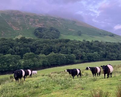 Country diary: A test of patience here on the farm