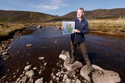 ‘They are a species on the brink’: can trees save the salmon in Scotland’s River Dee?